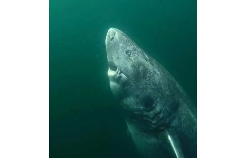 Captan a tiburón nacido en el año 1505 cerca de las costas de Quintana Roo