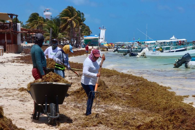 INTENSIFICAN LIMPIEZA DE PLAYAS ANTE EL RECALE DE SARGAZO