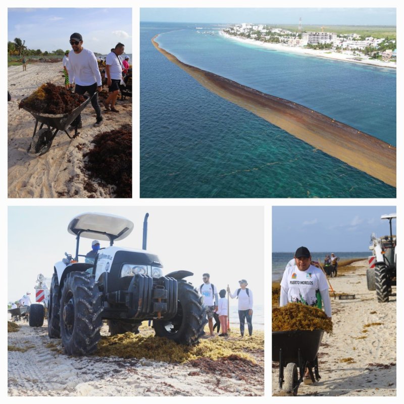 PARTICIPA PUERTO MORELOS EN PRIMERA JORNADA ESTATAL DE LIMPIEZA DE SARGAZO Y MICROPLÁSTICOS
