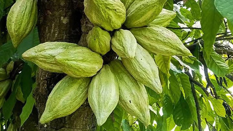 Productores de café y cacao de Chiapas piden a EE. UU. eximirlos de nuevos aranceles