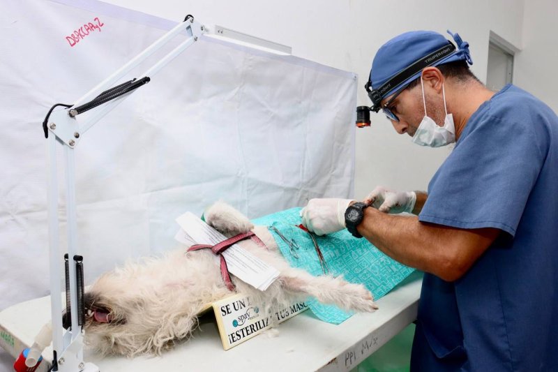 PROTEGEMOS LA SALUD PÚBLICA CON VACUNACIÓN ANTIRRÁBICA Y ESTERILIZACIÓN DE MASCOTAS, AFIRMA BLANCA MERARI