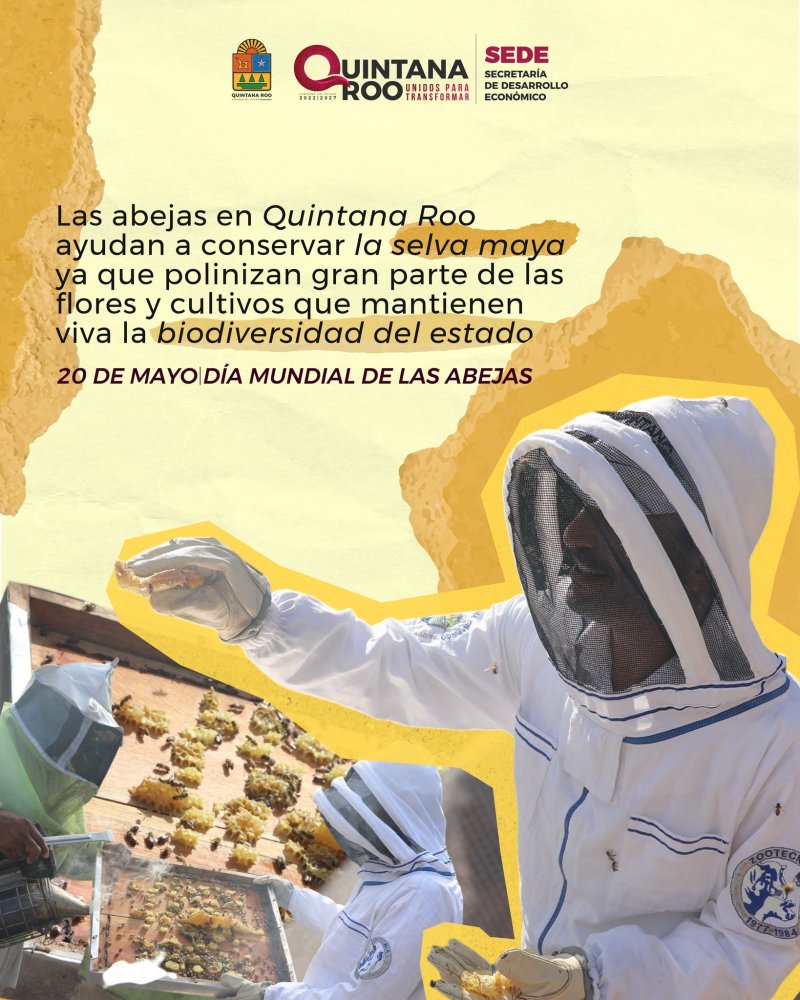 SEDE – Promueven foro peninsular para fortalecer la apicultura y el cuidado de las abejas en Quintana Roo