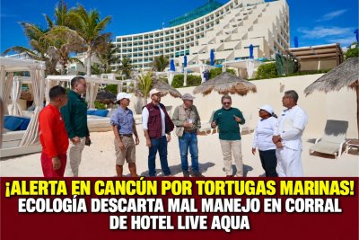 ¡ALERTA EN CANCÚN POR TORTUGAS MARINAS! ECOLOGÍA DESCARTA MAL MANEJO EN CORRAL DE HOTEL LIVE AQUA